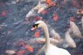 IMG_8680 swan getting frisked by goldfish